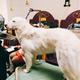 Illustration for article titled These Good Pups All Want To Be Champion
